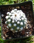 Pediocactus Winkleri