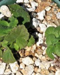 Pelargonium Punctatum