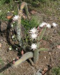 Peniocereus Hirschtianus