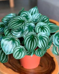 Peperomia argyreia