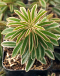 Peperomia asperula