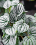 Peperomia caperata 'Frost'