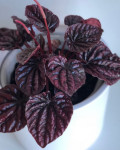 Peperomia caperata 'Red Luna'