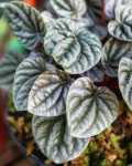 Peperomia caperata 'Silver Ripple'