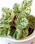 Peperomia caperata Variegata