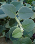 Peperomia incana