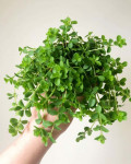 Peperomia japonica