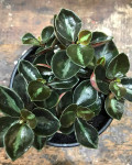 Peperomia metallica