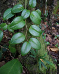 Peperomia nitida