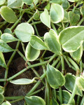 Peperomia nitida 'Variegata'