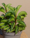 Peperomia nivalis