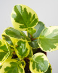 Peperomia obtusifolia 'Variegata'