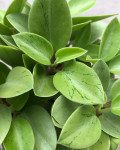 Peperomia orba