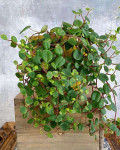 Peperomia perciliata