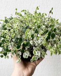 Peperomia perciliata ‘White Cloud’