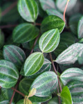 Peperomia quadrangularis