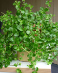 Peperomia rotundifolia