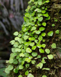 Peperomia serpens