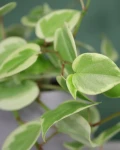 Peperomia serpens ‘Variegata’