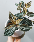 Peperomia trinervis