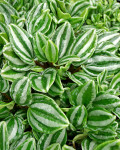 Peperomia verschaffeltii