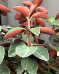 Peperomia verticillata