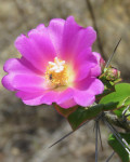 Pereskia bahiensis