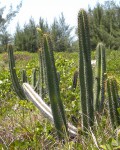 Pilosocereus Arrabidae