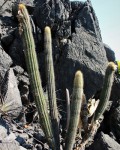 Pilosocereus Diersianus