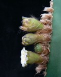 Pilosocereus Floccosus