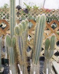 Pilosocereus Royenii