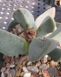 Pleiospilos Compactus