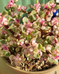 Portulacaria afra 'Tricolor'