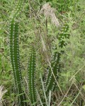 Praecereus Euchlorus