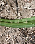 Pseudoacanthocereus Brasiliensis