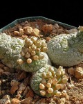 Pseudolithos Caput-viperae