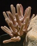 Pseudolithos Cubiformis