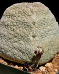 Pseudolithos Harardheranus