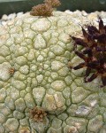 Pseudolithos Migiurtinus