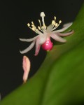 Pseudorhipsalis Acuminata