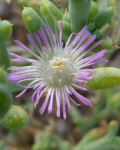 Psilocaulon