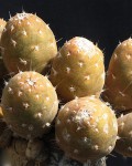 Pterocactus Araucanus