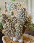 Pterocactus Australis