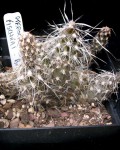 Pterocactus Fischeri