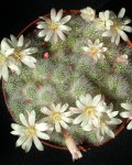 Rebutia Albiflora