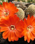 Rebutia Albopectinata