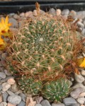 Rebutia Cardenasiana