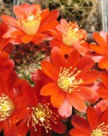 Rebutia Deminuta