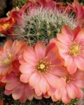 Rebutia Fiebrigii