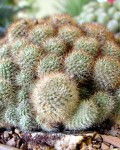 Rebutia Fulviseta